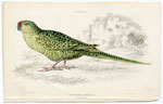 Ground Parrot of Australia