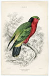 Kuhl's Coriphilus