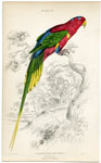 Papuan Lory