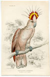 Tricolour-crested Cockatoo