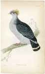 Columba Dilopha