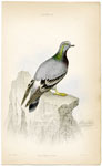 Columba Livia