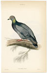 Columba Oenas