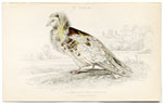 Jacobine Pigeon