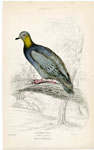 Wood Pigeon of Europe