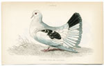 Columba Livia var. Laticauda