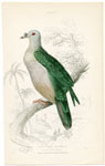 oceanic fruit pigeon