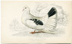 Broad or Fan-Tailed Shaker