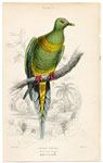 Sharp-tailed Vinago