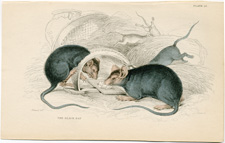 Black Rat 