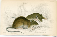 Brown Rat