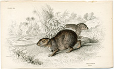 Cape Hyrax