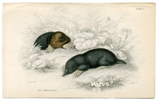 The Common Mole