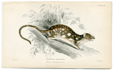 Dasyurus macrourus