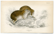 Syrian Hyrax