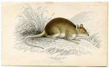 Long-toed Spinous Rat