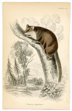 Petaurus pygmaeus