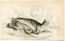 Crested Seal