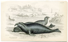 Elephant Seal