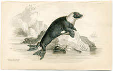 Pennant's Pied Seal