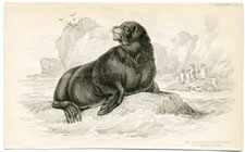 Sea Lion of the South Seas