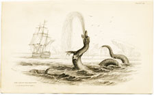 The Great Sea Serpent according to Hans Egede