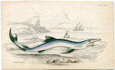 The Blue Shark