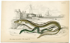 Sharp-nosed, Conger eels