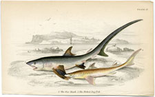 Fox Shark, Picked Dog Fish