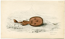 Galvani's Torpedo (Ray)