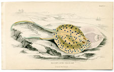 Halgan's Spine-tailed Ray