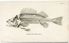 Skeleton of the Common Perch