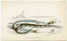 The Sand Eel, The Great Piper Fish