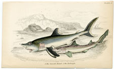 Smooth Hound, Porbeagle