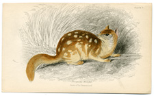 Dasyurus Maugei