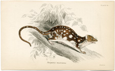 Dasyurus macrourus