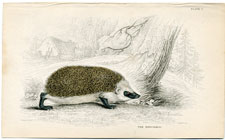 The Hedgehog