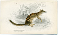 Myrmecobius fasciatus