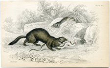 Polecat