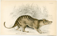 Thylacinus cynocephalus