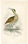 Bittern