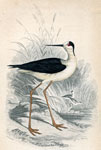 Black-winged Stilt