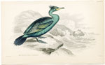 Crested Green Cormorant