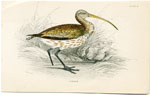 Curlew