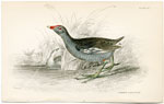 Common Gallinule