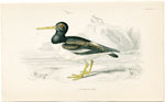 Oystercatcher