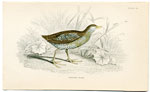 Spotted Crake