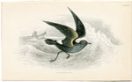 Stormy Petrel