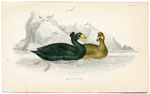 The Surf Scoter