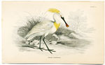 White Spoonbill